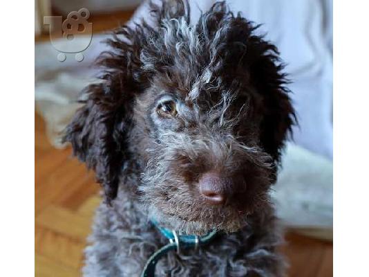 Κουτάβια Lagotto Romagnolo
